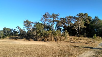 棕砂